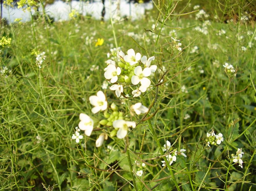 JardineriaOn's tweet photo. Diplotaxis erucoides - https://t.co/V8eqwg5lJG #jardinería #Diplotaxiserucoides #flores #Rabaniza #Orugaborde https://t.co/mvA7qbHxsV