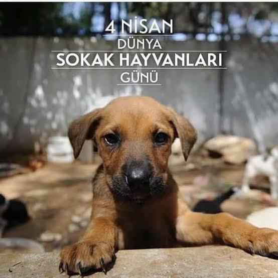 Bir gün değil her gün onları düşünüp empati kurmamız lazım belki sadece bir günü onlara ayırıp farkındalık yaratmak gerekiyorsa o gün bugündür #DünyaSokakHayvanlarıGünü