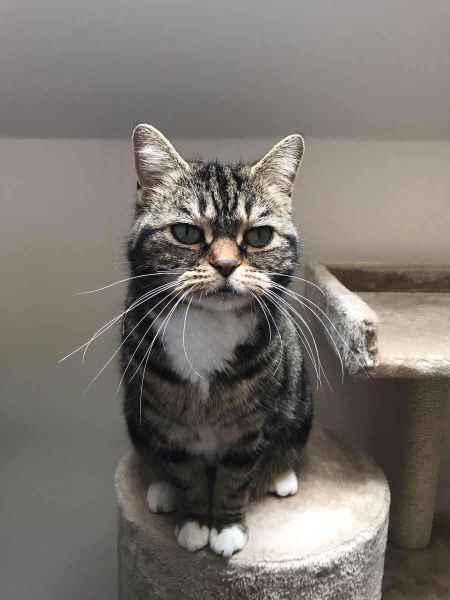 emmaladd_lawyer's tweet photo. My home office supervisor is sitting right next to me, making sure I’m working hard #furrysupervisor #workingfromhome #everyonesacritic https://t.co/LBaN7svAa2