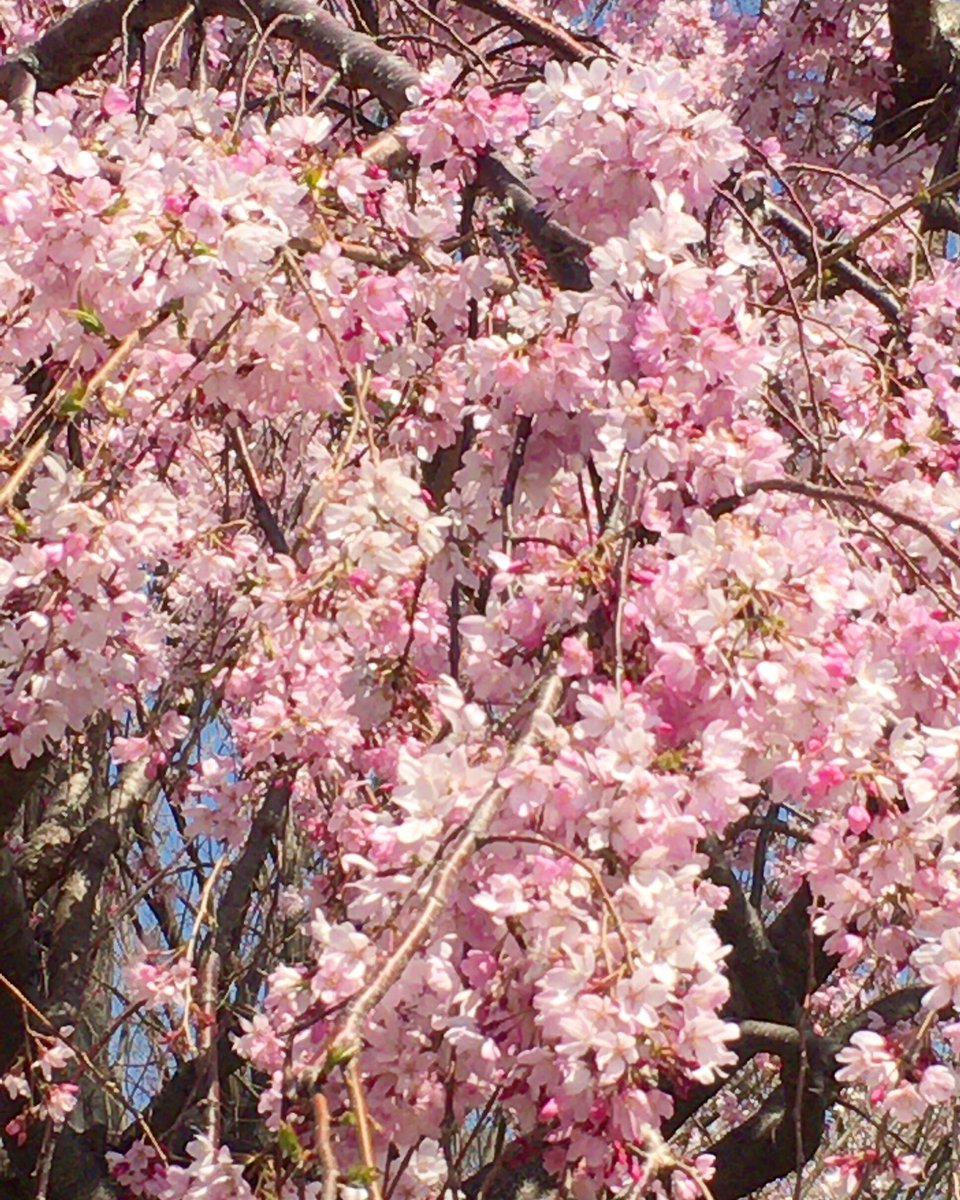 Chris 素敵な竹林でした 竹 花言葉 節度 しだれ桜 ごまかし へー 竹林 竹 木 桜 しだれ桜 枝垂桜 サクラ 花 フラワー Flwoer 花写真 ピンク色 筍 タケ 春 Spring Bamboo 千葉 T Co By3wc4om5g