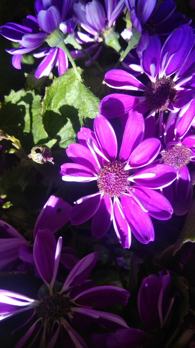 operationsnrpl's tweet photo. Purple daisies sunbathing at #SleepingBuddha #Rishyap https://t.co/QPctKEGOsh
