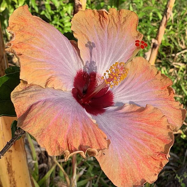 Hibiscus flower in the afternoon sun