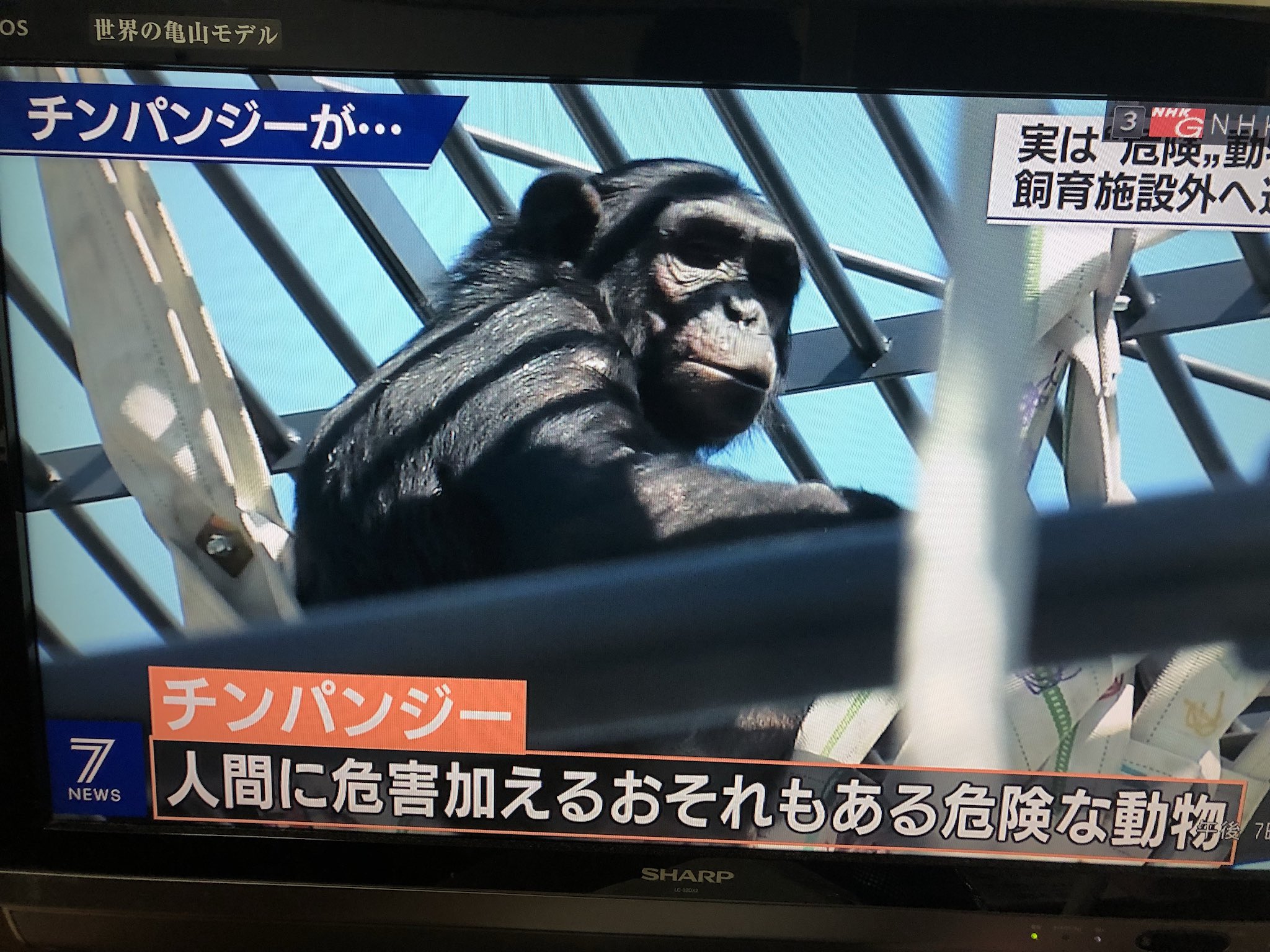 画像 【チンパンジー】人間に危害加えるおそれもある危険な動物 ↑↑↑⚠️ここがめっちゃ大事！！！⚠️動物園で見ていて、「可愛い〜💕