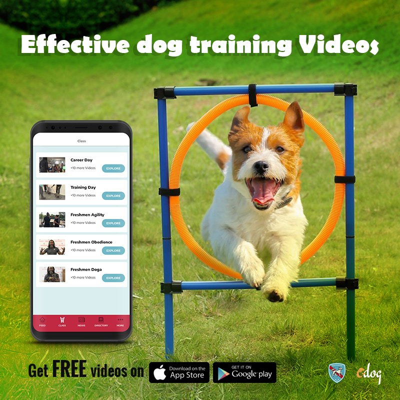 cdogonline's tweet photo. Hello #pawparent! Have you lately realized that your furry one does need some #Training but have no clue where to start from?

Get this #DOGBOOK app to start with basics and effective #DogTraining videos for FREE for limited time period!

https://t.co/agSf31VDnX
#dogsoftwitter https://t.co/SyXXUCRQiN