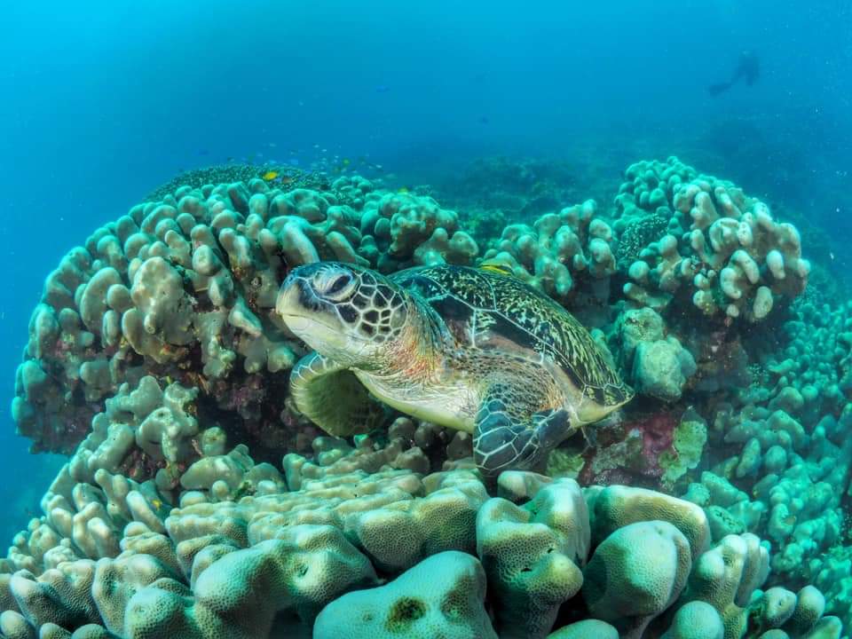 oceana_ph's tweet photo. When we are losing valuable biodiversity and ecosystems, the order of the day is to restore what can be saved, not further destruction.
pic credit: @dannyoPh
#StopDumpAndFill
#RestoreNotReclaim https://t.co/jZii17DaaE