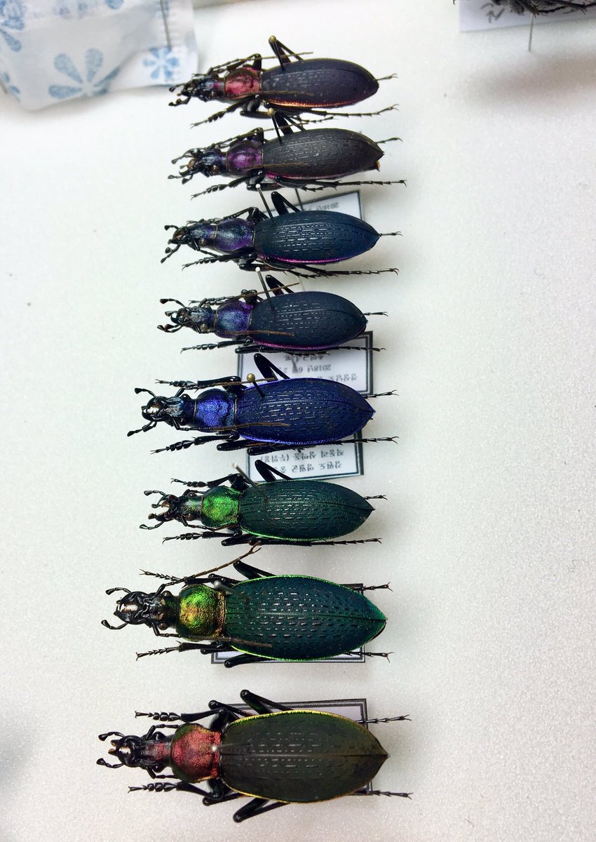 ManDuKinGs tweet media