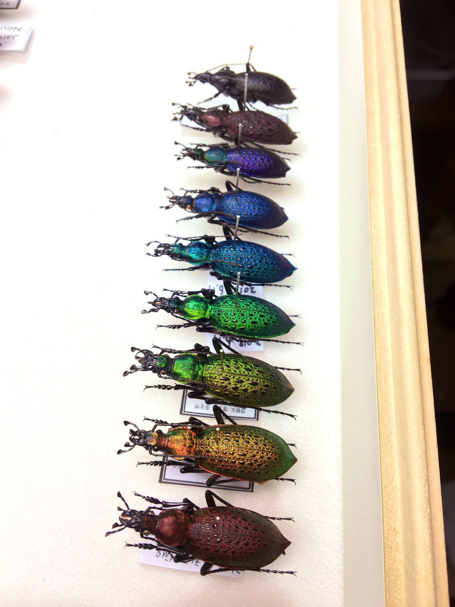 ManDuKinGs tweet media