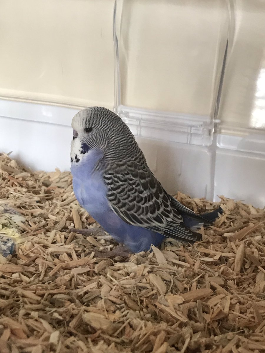 QLCare's tweet photo. Our new resident has landed at The Lodge 🥰 #pets #homelife #everydayisdifferent #socialcare #healthcare https://t.co/KkqyoTFAlL