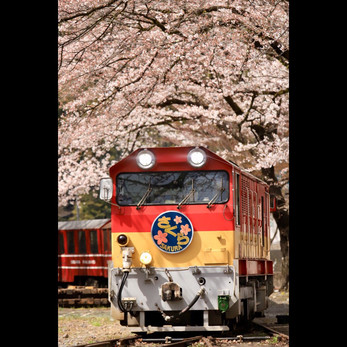 kawane3939's tweet photo. さくらのアーチ
#DD206 #井川線DD200形 #さくら #さくらヘッドマーク #桜 #井川線 #南アルプスあぷとライン #大井川鐵道 #大鐵 #大井川鉄道 #奥大井 #川根本町 #静岡 #鉄道 #ローカル線 #撮り鉄 #鉄道風景 #鉄道写真 #ikawaline #minamialpsabtline #oigawarailway #japanrail #shizuoka #japan https://t.co/tAhdgjflk6