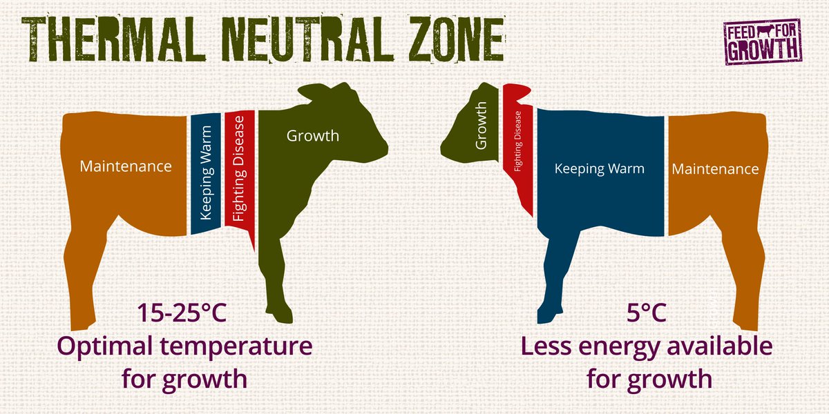 FeedForGrowth's tweet photo. Did you know the optimal temperature for calf growth is 15-25ยฐC? ๐๐๐ #Farm365 #TeamDairy #GrowBetterCows #Calving18 https://t.co/eoTjX34eZg