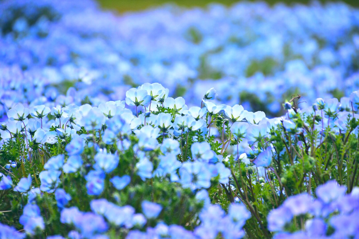 おかばる花公園 Twitter Search Twitter