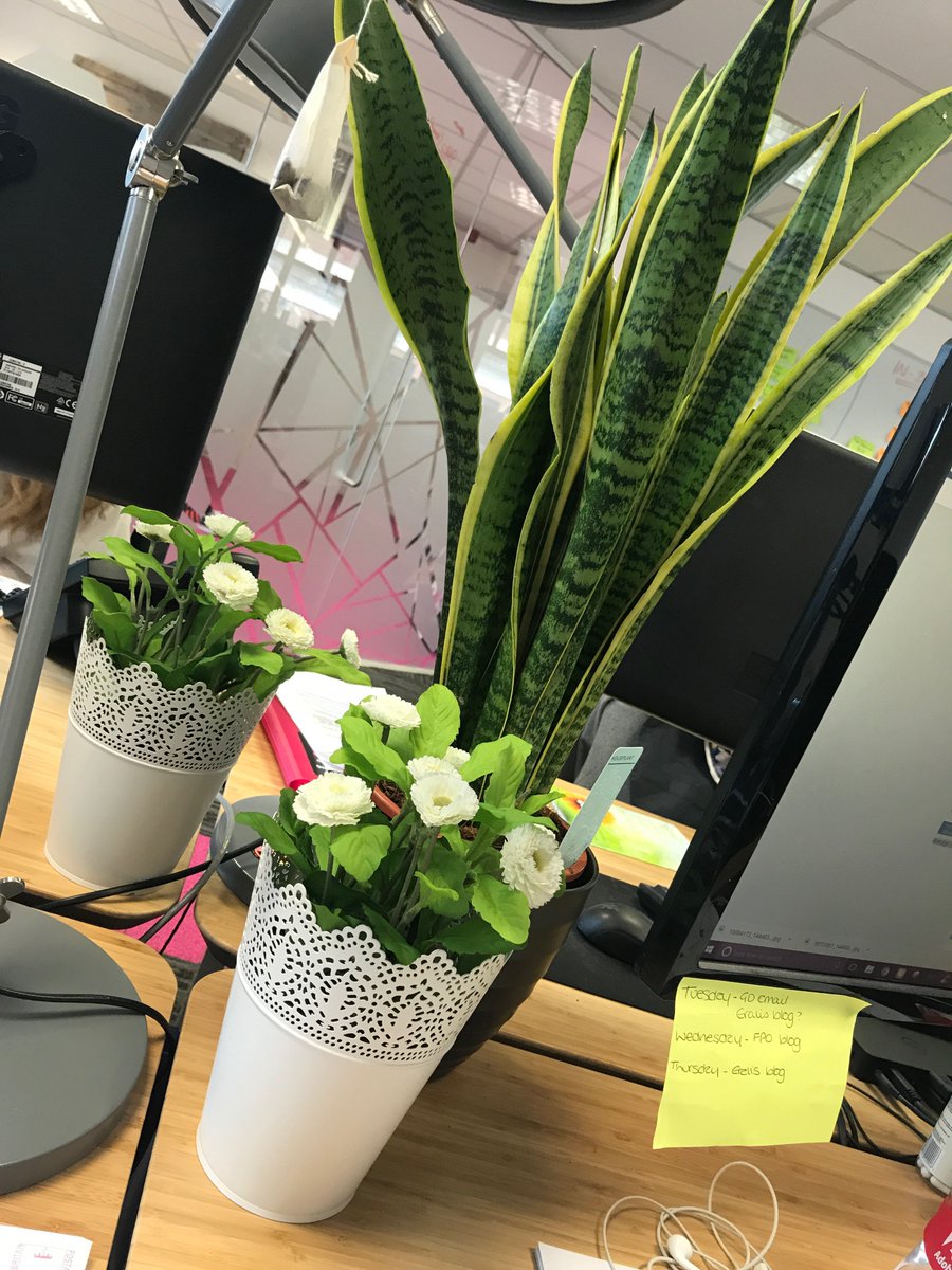 EralisDigital's tweet photo. Did you know that not only do they look great, but office plants have also been found to reduce stress levels and increase creativity?🌺💡

#officelife #agencylife #lifeateralis #spring https://t.co/EqIbC8SkZv