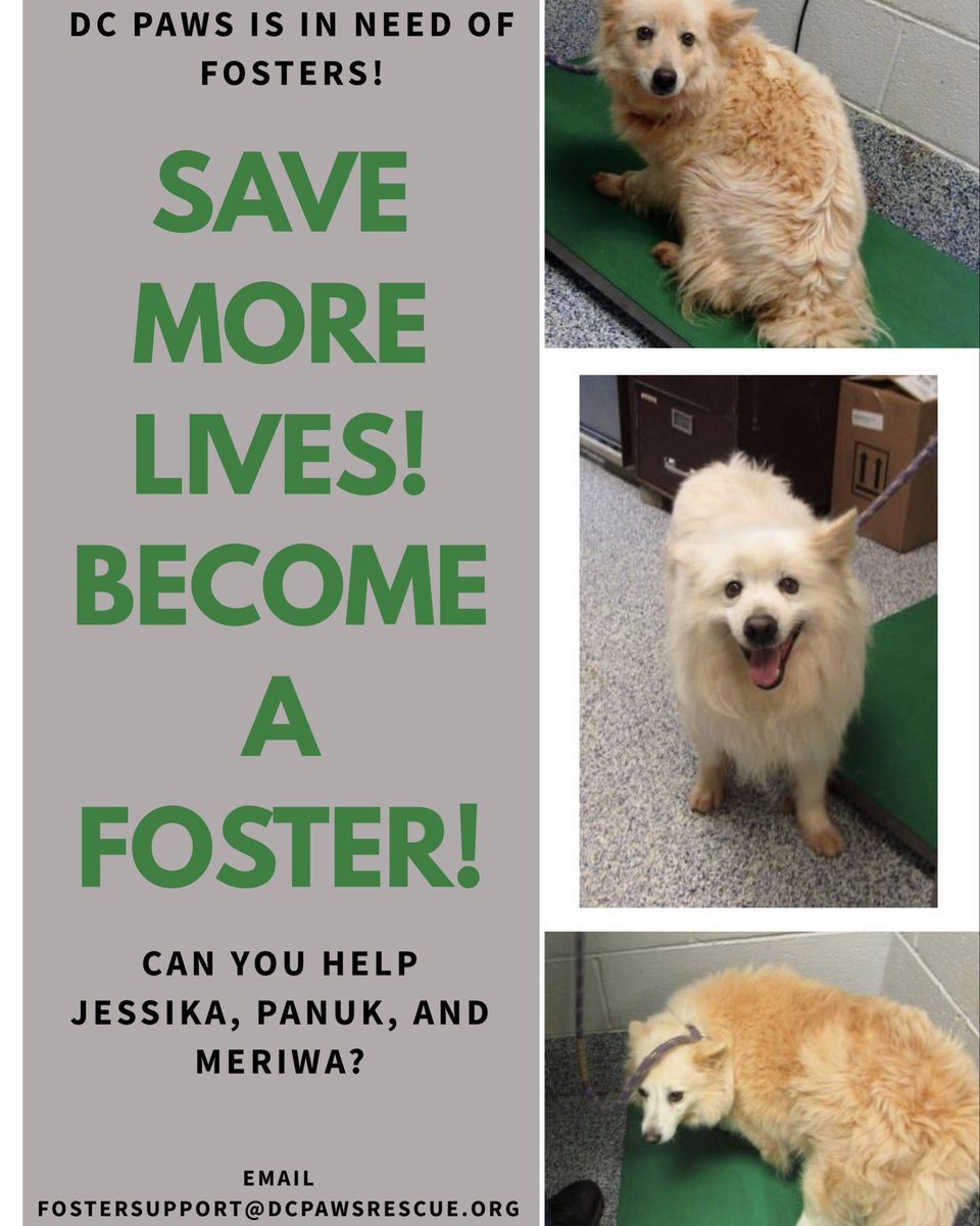 DCPAWSrescue's tweet photo. These three pups are on their way to us from an overcrowded shelter. We will place these dogs in a foster home so we can make sure that a forever home is in their future! If you are interested in fostering, please email fostersupport@dcpawsrescue.org. https://t.co/yVtfPy3MK3