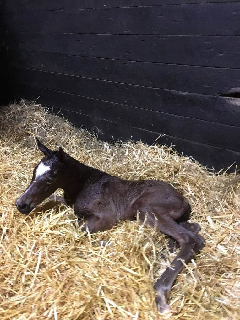 wendy_burdett's tweet photo. Our new Foal by Lydia’s Place but she needs a foster mum as mum showing no signs of interest- please contact @cliff_stud if you can help! https://t.co/lSoicVBGQB