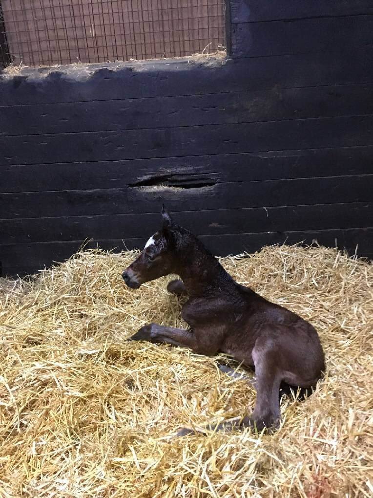 wendy_burdett's tweet photo. Our new Foal by Lydia’s Place but she needs a foster mum as mum showing no signs of interest- please contact @cliff_stud if you can help! https://t.co/lSoicVBGQB