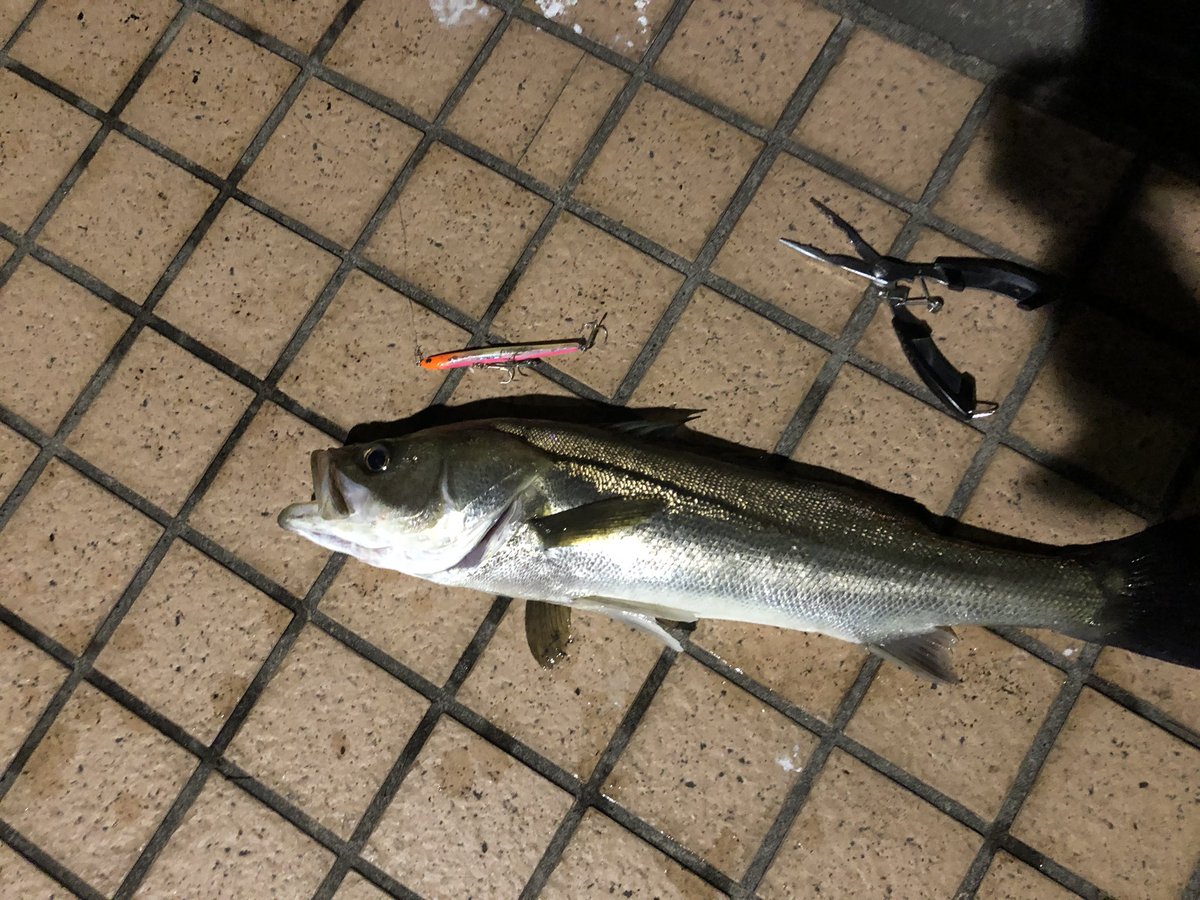 kaiyou_cat's tweet image. fishing music部