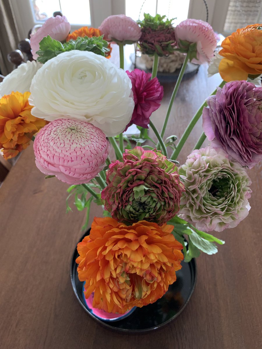 Wat een kleurenpracht #ranonkels. Maar wees er snel bij want het seizoen is maar kort. #Groeneweg169 in #Gravenzande