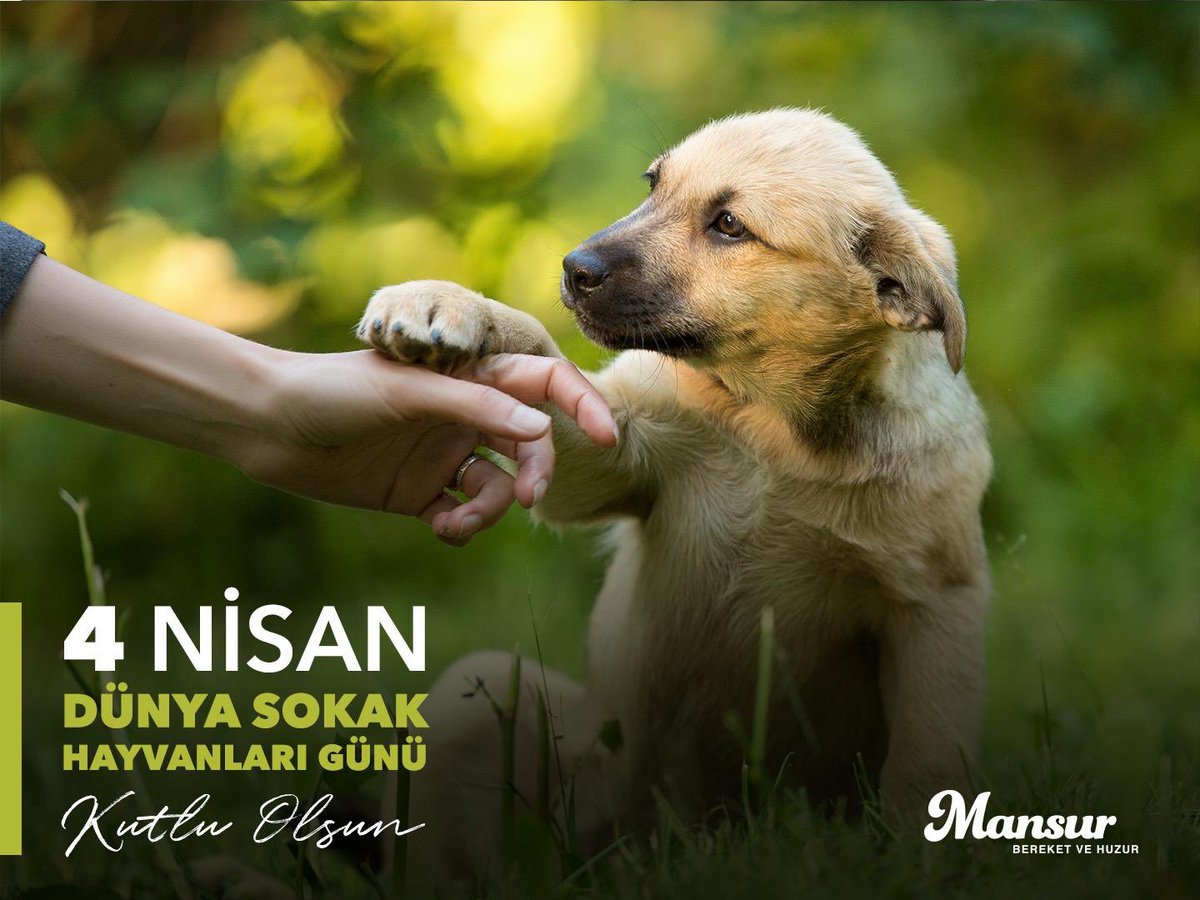 4 Nisan Dünya Sokak Hayvanları Günü, sadece onları anmak için değil, yaşam koşullarını iyileştirmek için de önemli bir gün. 

Ankara’mızda bu güzel canların hak ettikleri koşullarda yaşamaları için gerekli adımları atacağız. 

#DünyaSokakHayvanlarıGünü