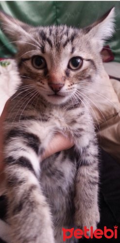petlebi's tweet photo. #İstanbul #Kedi #Acillllll #Yuva Aranıyor Sokağa Gidecekler... https://t.co/FuoO652E6V https://t.co/lgfMiiy5cl