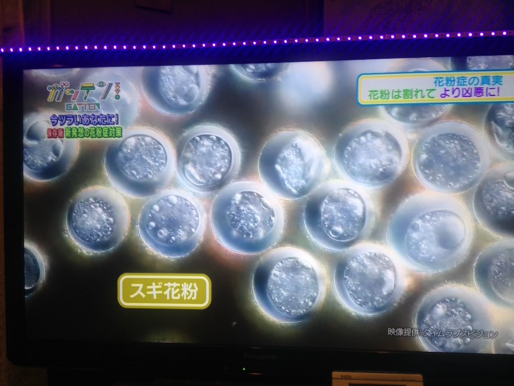 Kegasa ｎｈｋためしてガッテン 花粉症歴２００年イギリスの花粉症対策 小鼻の内側にワセリンを塗る鼻バリア 花粉は鼻の粘膜を雌しべと勘違いして 球殻を割り中の生殖細胞 精子状物質 を飛散 受精させようと猛烈にアタック これが激しい免疫反応を