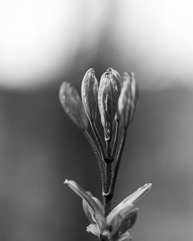Tronal's tweet photo. Spring
2/6
#spring #fineart_ph #monochrome #blackandwhite #schwarzweiss #canon6d #canonframez #canon #photography #fotografia #fotografie #koeln #natur #macro #macrophotography #macro_ig #macro_love https://t.co/FfSlsvDWf2 https://t.co/7n6dqccOPt