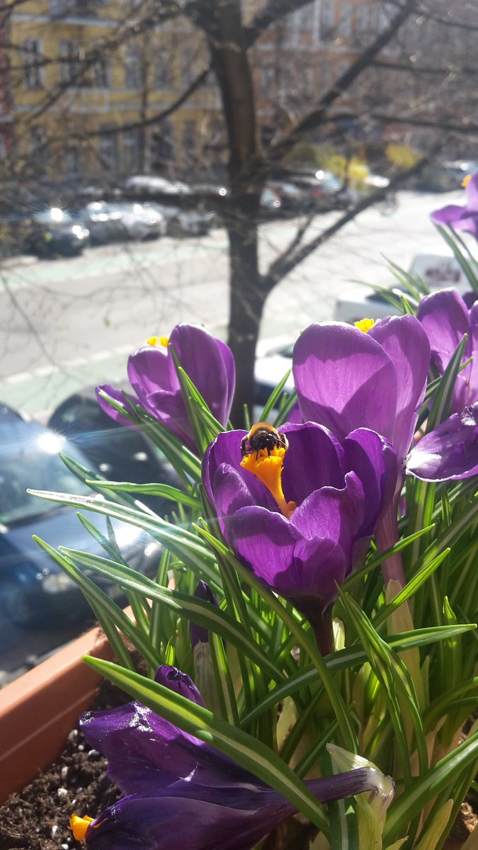 ME_LisaZett's tweet photo. Support the bees! #beevisit #joyinspring #climatechange #littlethings https://t.co/7ZZqiM1FIJ