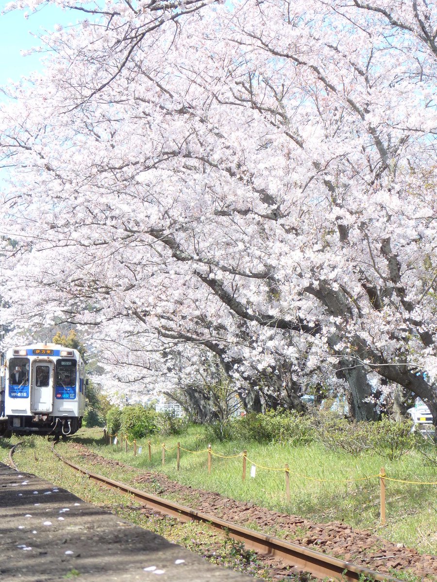 ちいたん 蓮迦たん V Twitter 佐賀県伊万里市にある 浦ノ崎駅へ 桜の駅 桜の駅 浦ノ崎 写真を撮るのが好きな人と繋がりたい 写真が好きな人と繋がりたい
