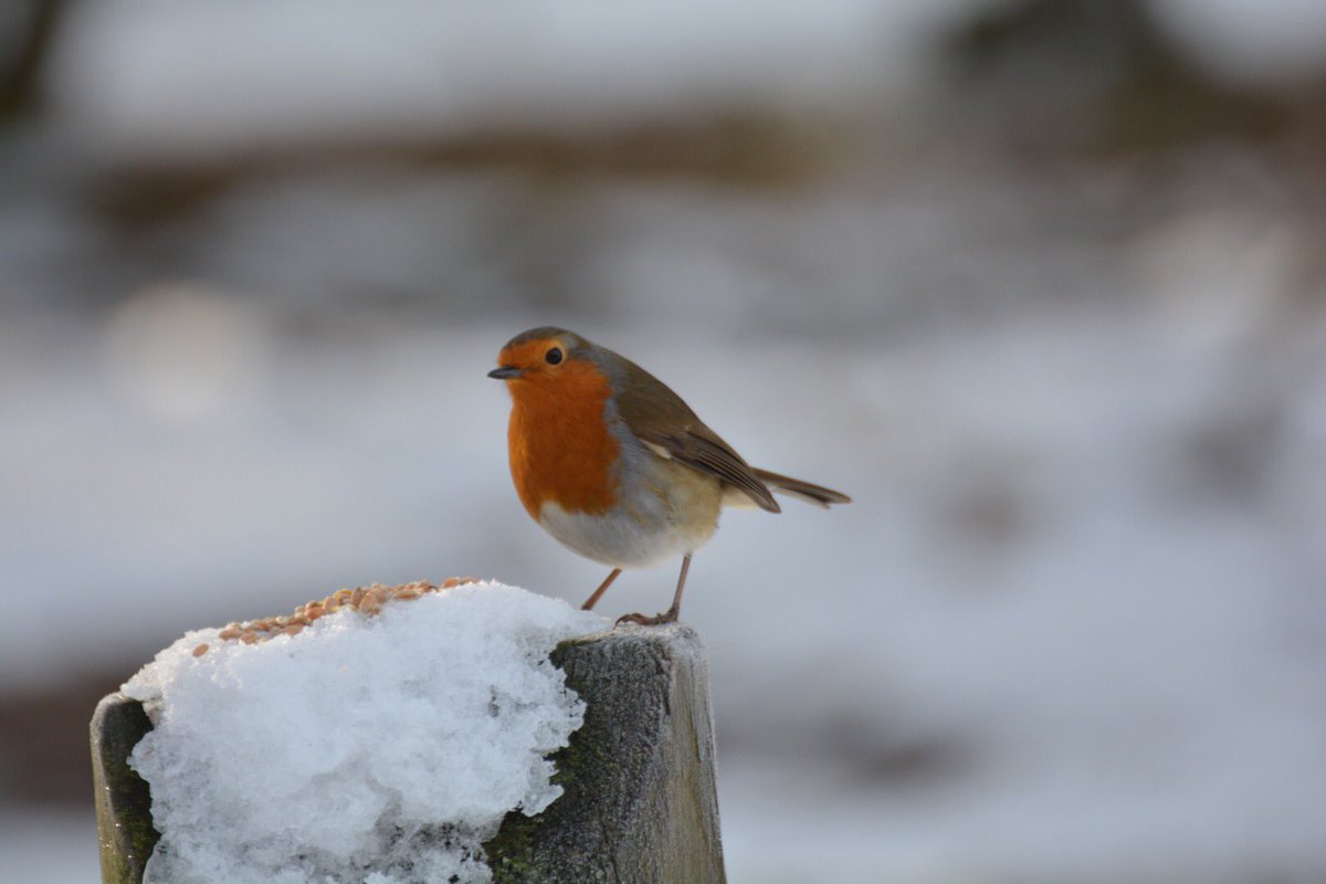 sonsrap10's tweet photo. Who else loves Robins #wildlifephotography ⁦@Natures_Voice⁩ ⁦@DorsetMind⁩ ⁦@DorsetWildlife⁩ ⁦@BBCCountryfile⁩ ⁦@CarlBovisNature⁩ https://t.co/iMEJrKUo2m