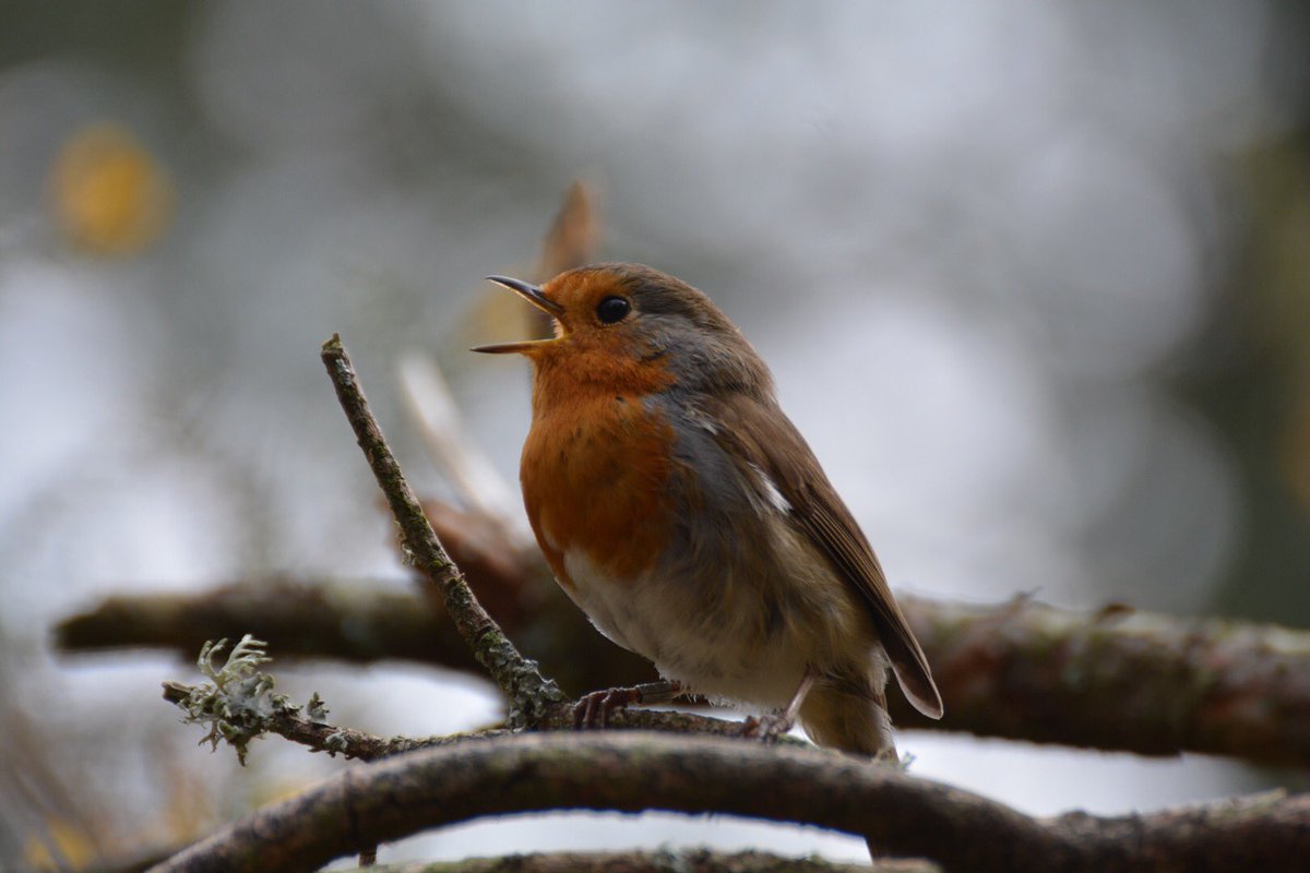 sonsrap10's tweet photo. Who else loves Robins #wildlifephotography ⁦@Natures_Voice⁩ ⁦@DorsetMind⁩ ⁦@DorsetWildlife⁩ ⁦@BBCCountryfile⁩ ⁦@CarlBovisNature⁩ https://t.co/iMEJrKUo2m
