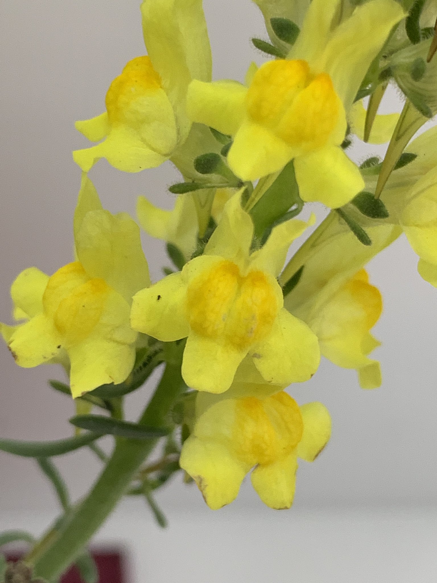 ハナコー生花 V Twitter リナリア 仕入れ担当者が 好きな曲の名前の花らしい こうやって花を覚えるのもいいかも リナリア リップストーン 誰の曲かはわからない この恋に気づいて が 花言葉 ヒメキンギョソウ 花の絨毯 ハナコー生花 V Twitter リナリア 仕入れ担当者が 好きな曲の名前の花らしい こうやって花を覚えるのもいいかも リナリア リップストーン 誰の曲かはわからない この恋に気づいて が 花言葉 ヒメキンギョソウ 花の絨毯