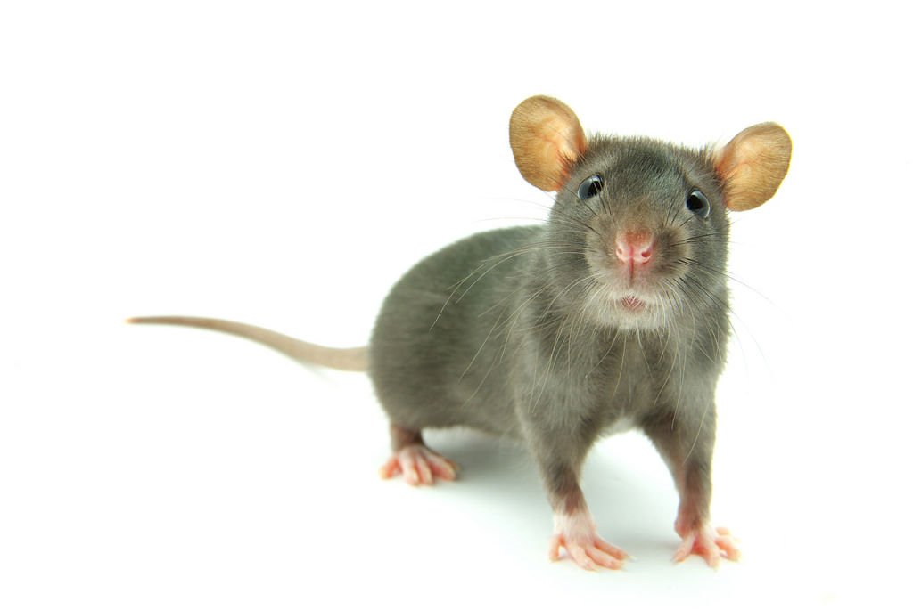 SummitES's tweet photo. Got rodents? Let Summit come take a look and provide you with a game plan for their removal. Call (703) 551-4602 https://t.co/cI21Sxhe4i