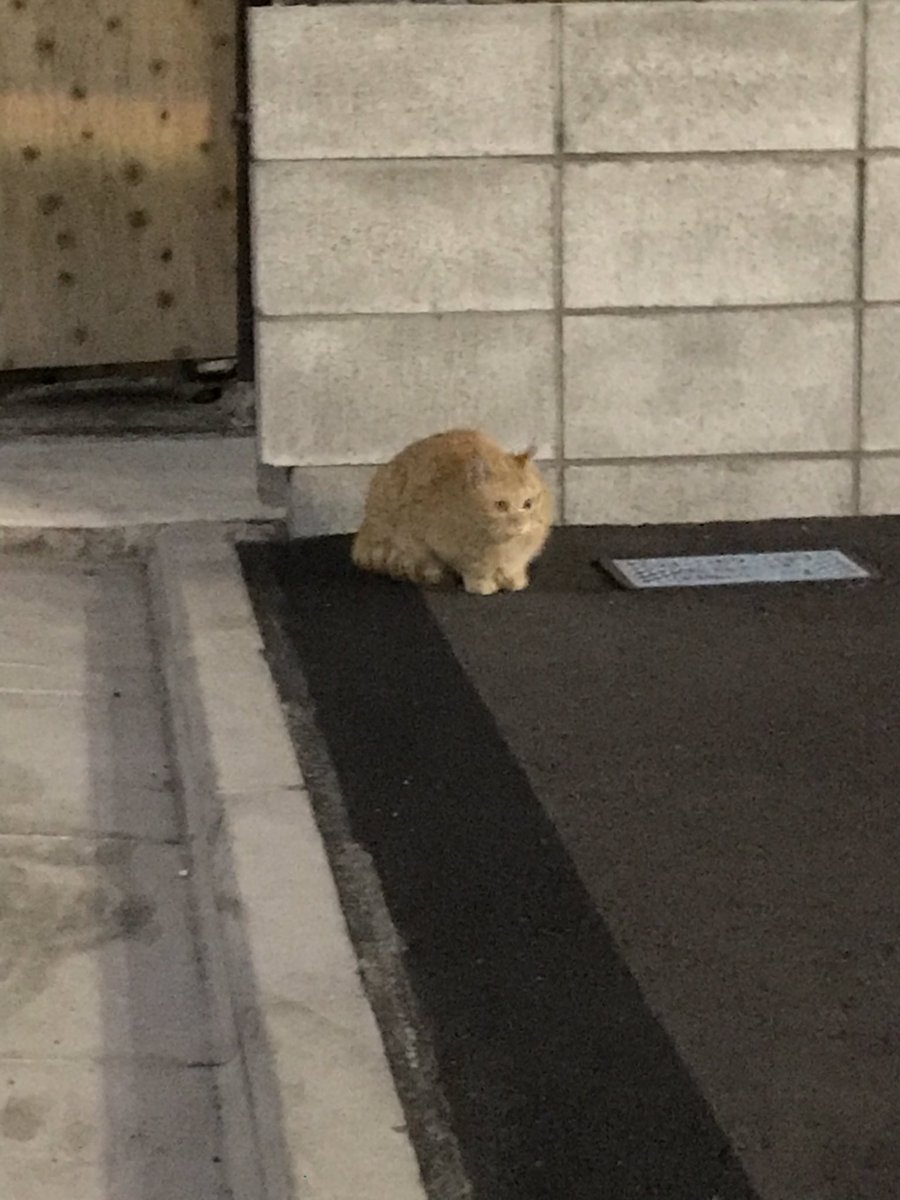 上遠野 太洸 最近 稽古からの帰り道 いつも同じ場所で猫を見る 猫の集会所があるのかな 猫かわいい 劇団puーpuーjuice 新 罪と罰