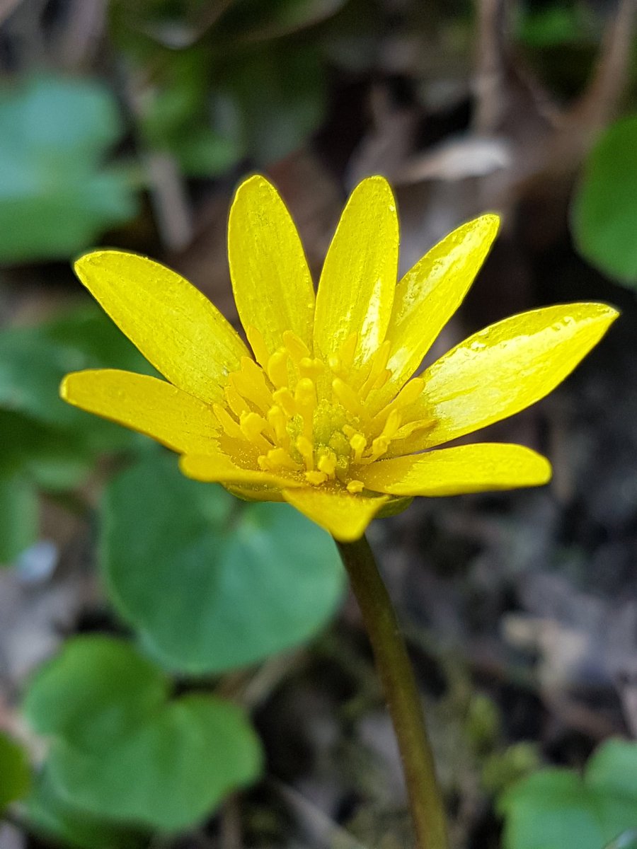 Es schneit und ich darf heut den ganzen Tag arbeiten. Ich bin dann mal weg. Für euch eine kleine Sonne. Es ist das Scharbockskraut.
(Müde gesendet😏)