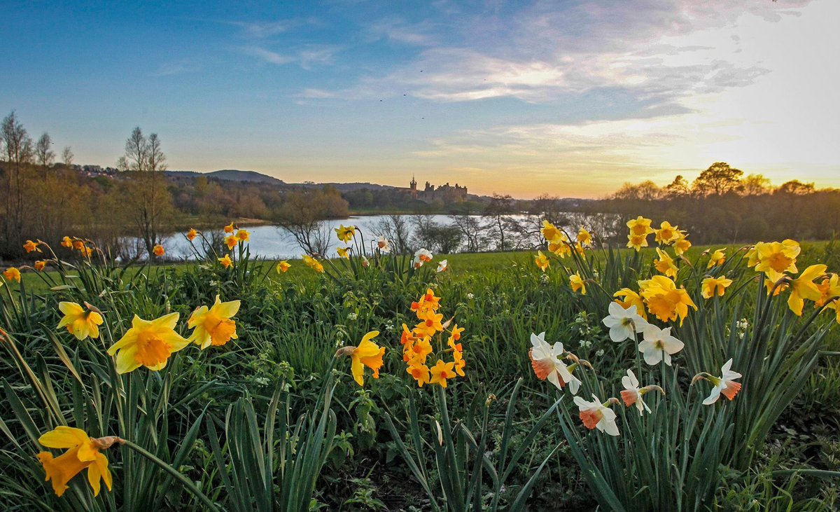 Spring daffodils on the banks of Linlithgow Loch by Linlithgow Palace <a href="/VisitScotland/">VisitScotland</a> <a href="/VisitLinlithgow/">Visit Linlithgow</a>