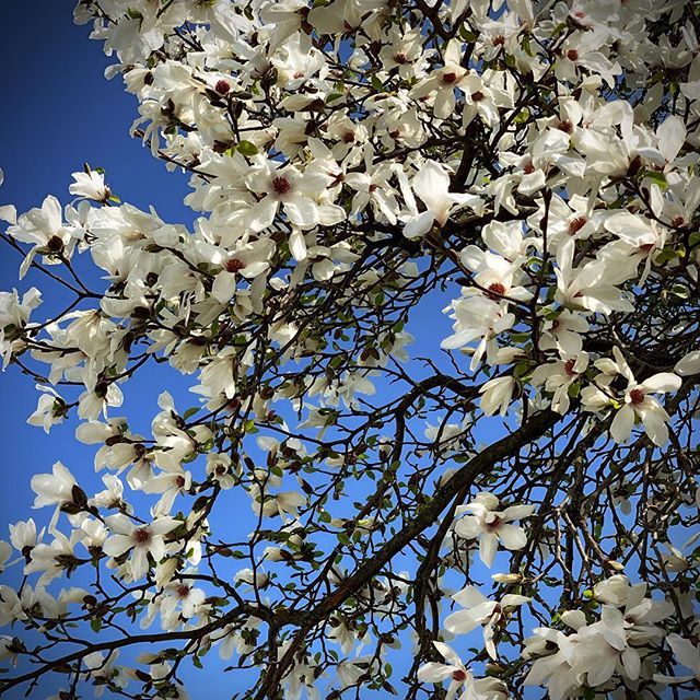 vrolijkjeforev's tweet photo. Blue skies and Spring: the best
#asv #iphoneXS #iphonephotography #Super_Holland #dutch_connextion #madeinholland #wonderful_holland #instanetherlands #loves_netherlands #bestdutch #dutchlife #thisisholland #tree #treesrock #tree_captures #ig_capture_t… https://t.co/s0LcXdVuC2 https://t.co/yWOkeb6Swt