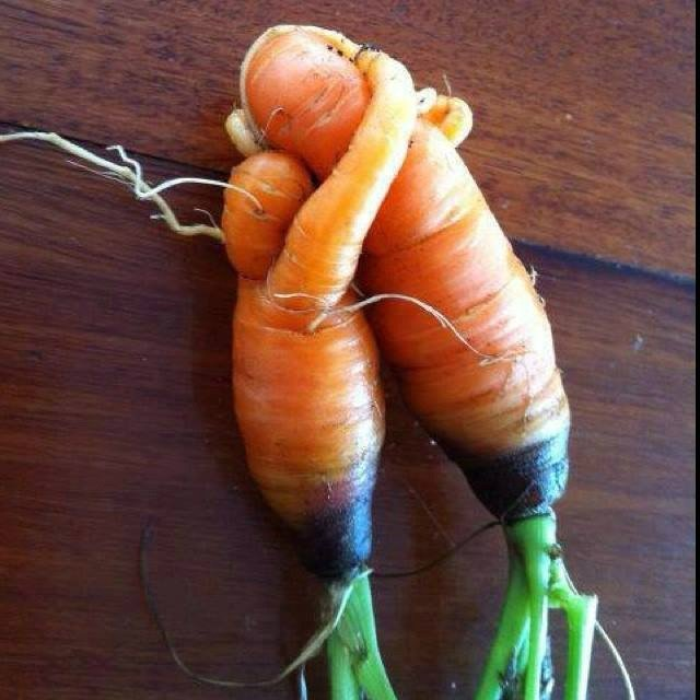 NickyRu58913832's tweet photo. #InternationalCarrotDay #ThisCommunityCan #CommunityActionSuffolk
Reach out to your community and do some volunteering. It won't help you see in the dark but it will help you see a brighter future in your  own community. https://t.co/Nbltl0RVbV