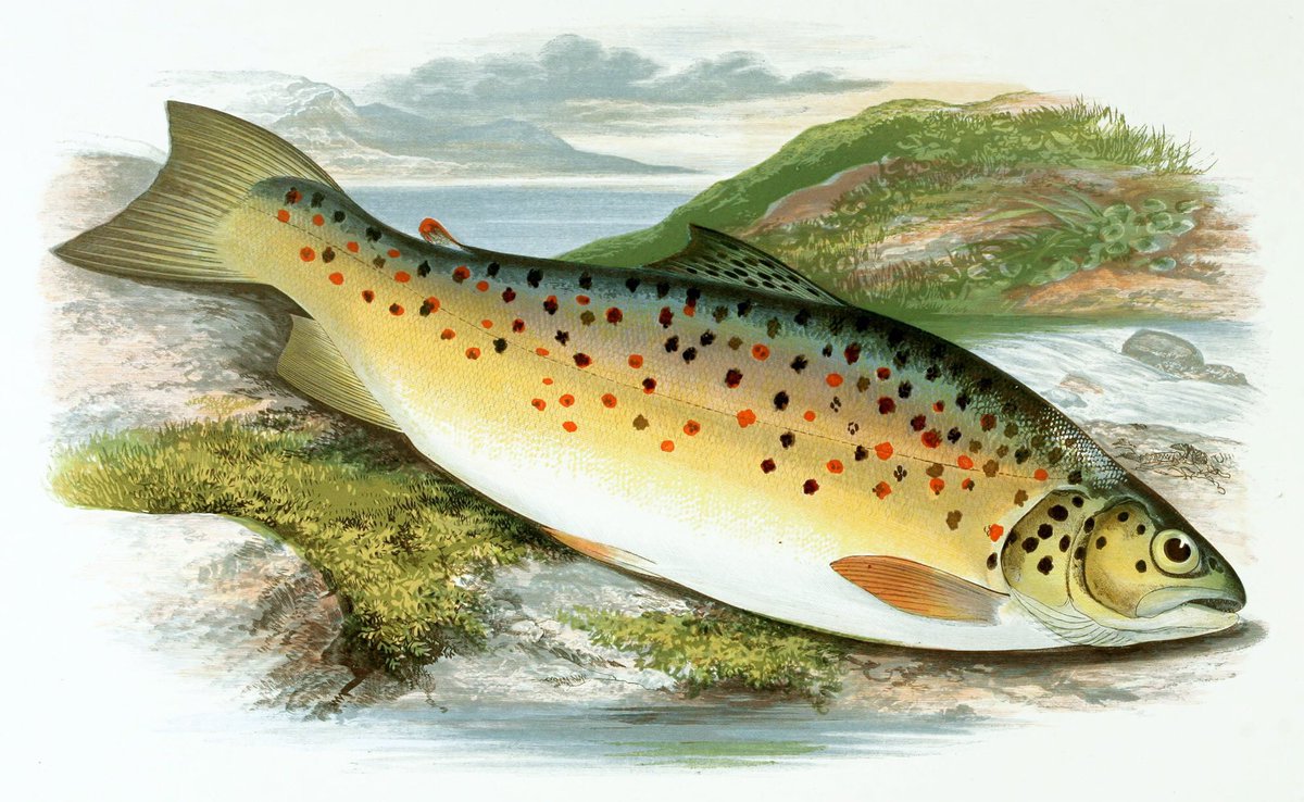ManorWildRose's tweet photo. If home for the festival go and catch the Gillaroo is a variety of trout which eats primarily snails and is only proven to inhabit Lough Melvin in Ireland. The name gillaroo is derived from the Irish for "red fellow"; this is due to the fish's distinctive colouring. https://t.co/dLwi3Ut49y