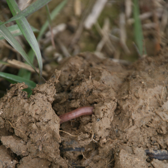 agricology's tweet photo. Diverse #Cropping, #WorldWormWeek &amp; the Secret Life of #Slugs - this months Agricology Newsletter - https://t.co/0TZ4NQT0ZO @CHC_Rowley @LFirbank @GWCT @wormscience @Rothamsted @OrgResCent @CoventryCAWR @SoilAssociation @ADASGroup @LEAF_Farming @FWAGSouthWest @IFarmers https://t.co/OGYDUwDlCd