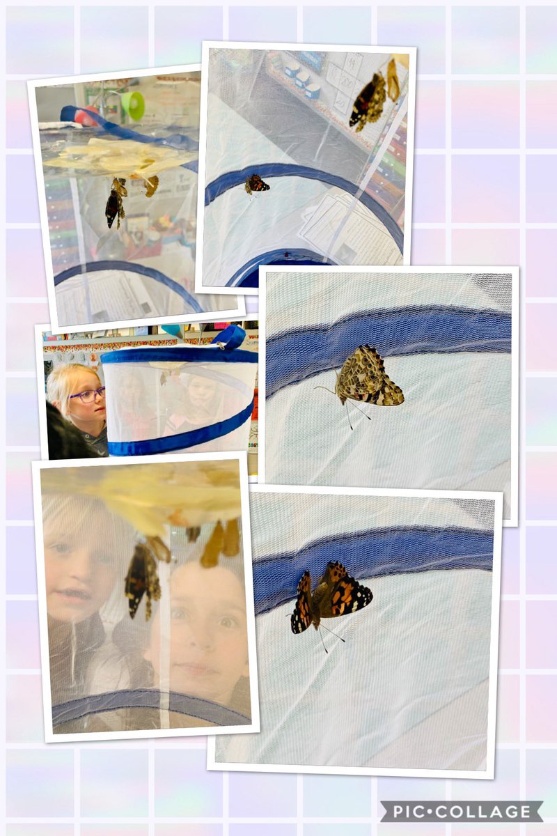 MrsShieldGR's tweet photo. We have 3 adult Painted Lady Butterflies in Room 211!!! 🦋🦋🦋 #lifecycleofabutterfly #kidscientists  @GRGator @FOSSscience https://t.co/ELj7gCbJb9
