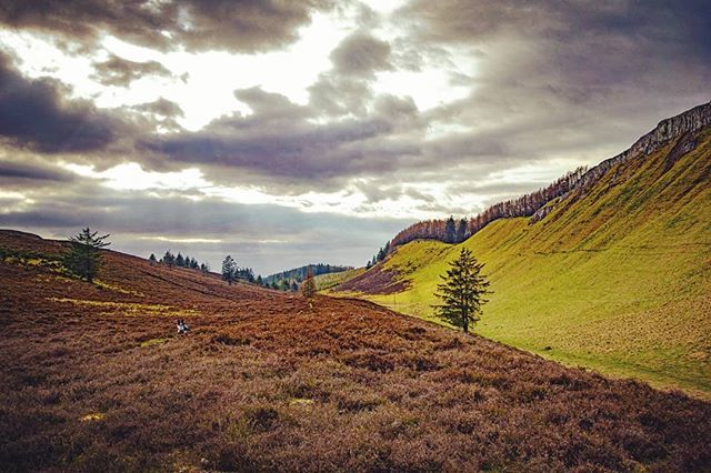TheStrongBear1's tweet photo. Catching rainclouds 🦁🌦️
.
.
.
.
.
.
.
#clouds #sky #hills #hillside #highlands #adventure #dog #dogsofinstagram #bordercollie #green #grass #heather #light #dark #sunrays #landscape  #scotland #scottish #Scotlandthegreat #ScotlandLandscape #Scotlandg… https://t.co/BExLY5LBX5 https://t.co/Wz0EvwthYk