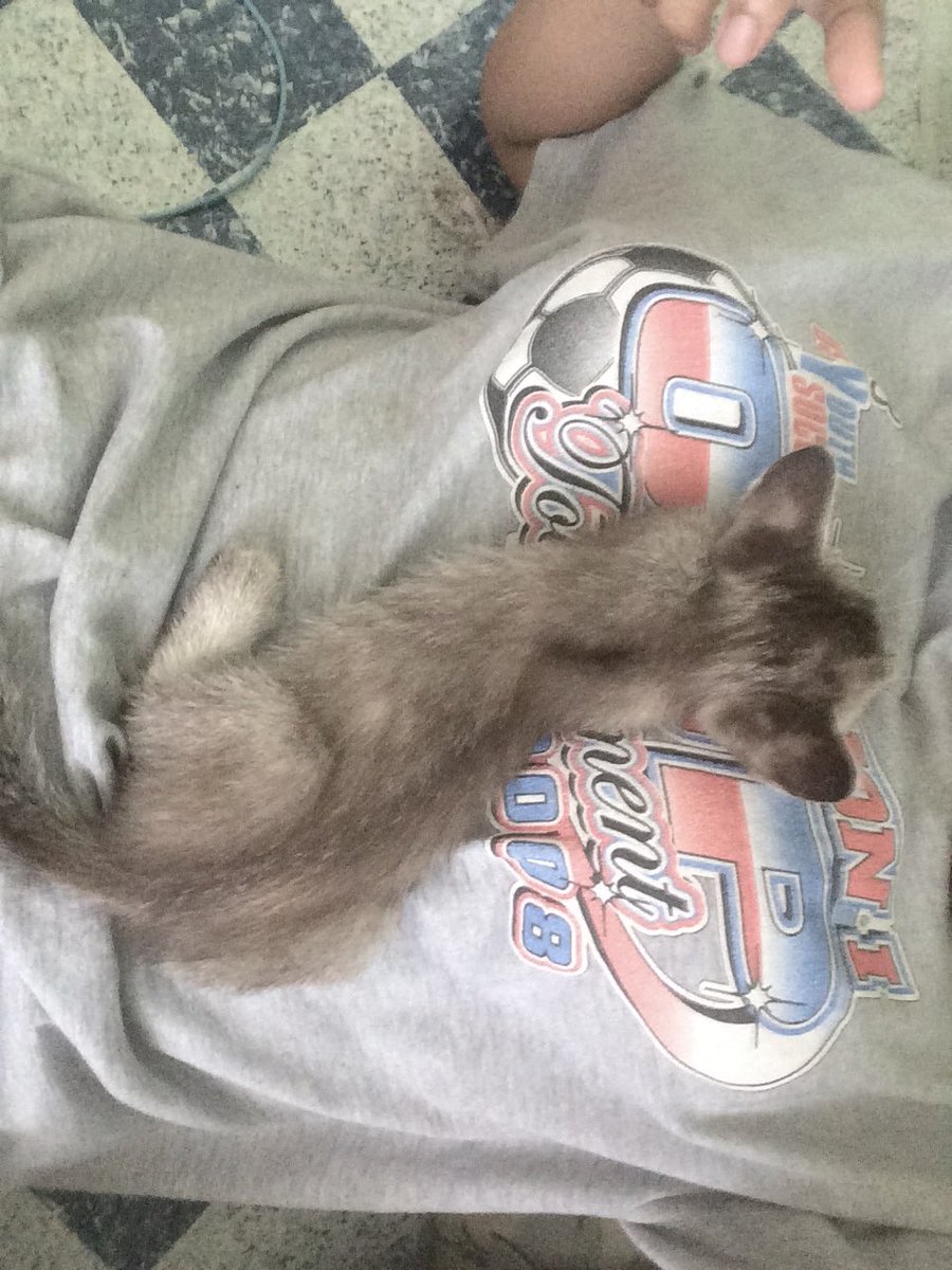 iamj_01's tweet photo. แมวมานอนตรงนมเค้าทำไม มันควรเป็นคนสิไม่ใช่แมว 🐱 https://t.co/0jC3YwDbO6