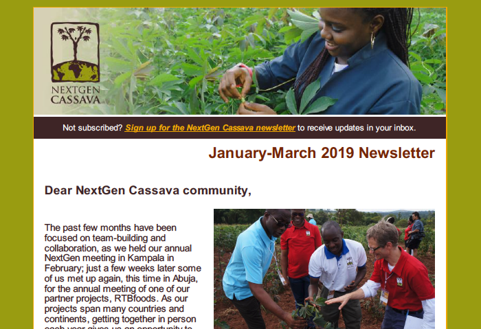 NextGenCassava's tweet photo. Our newsletter for January-March 2019 is out! Catch up on our recent activities, including our annual meeting hosted by @narouganda, collaborations with the #RTBfoods project, our website update and more! Click here to subscribe: https://t.co/5QeCfNMPyK https://t.co/XWgo03tukv