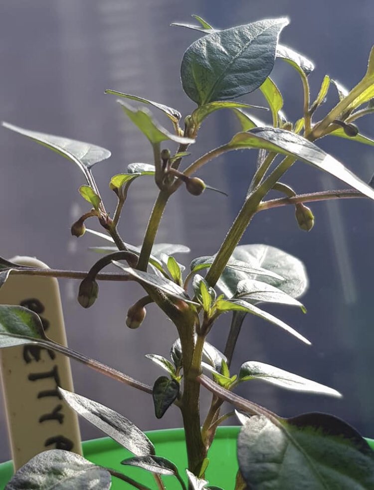 Langholm chilli club tweet media