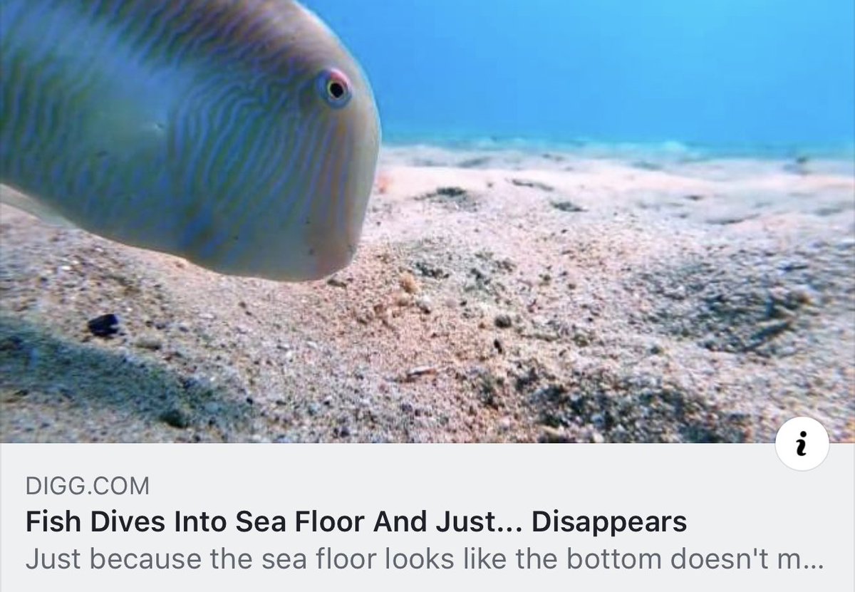 OceanFirstEdu's tweet image. Poof! 

ow.ly/WTF130oiNGN #video #fishbehavior