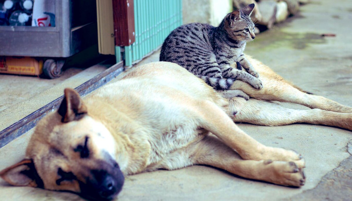 AthensMayor's tweet photo. 🐶🐱Η σημερινή Π��γκόσμια Ημέρα των Αδέσποτων Ζώων δεν είναι για εμάς μια απλή ημέρα γιορτής αλλά μία ημέρα ευθύνης και υπόμνησης των υποχρεώσεων που όλοι έχουν, πολίτες και πολιτεία, για την προστασία και τη φροντίδα τ��υς▶️ https://t.co/15GOzIYz0G https://t.co/Qv4Bicn7HZ