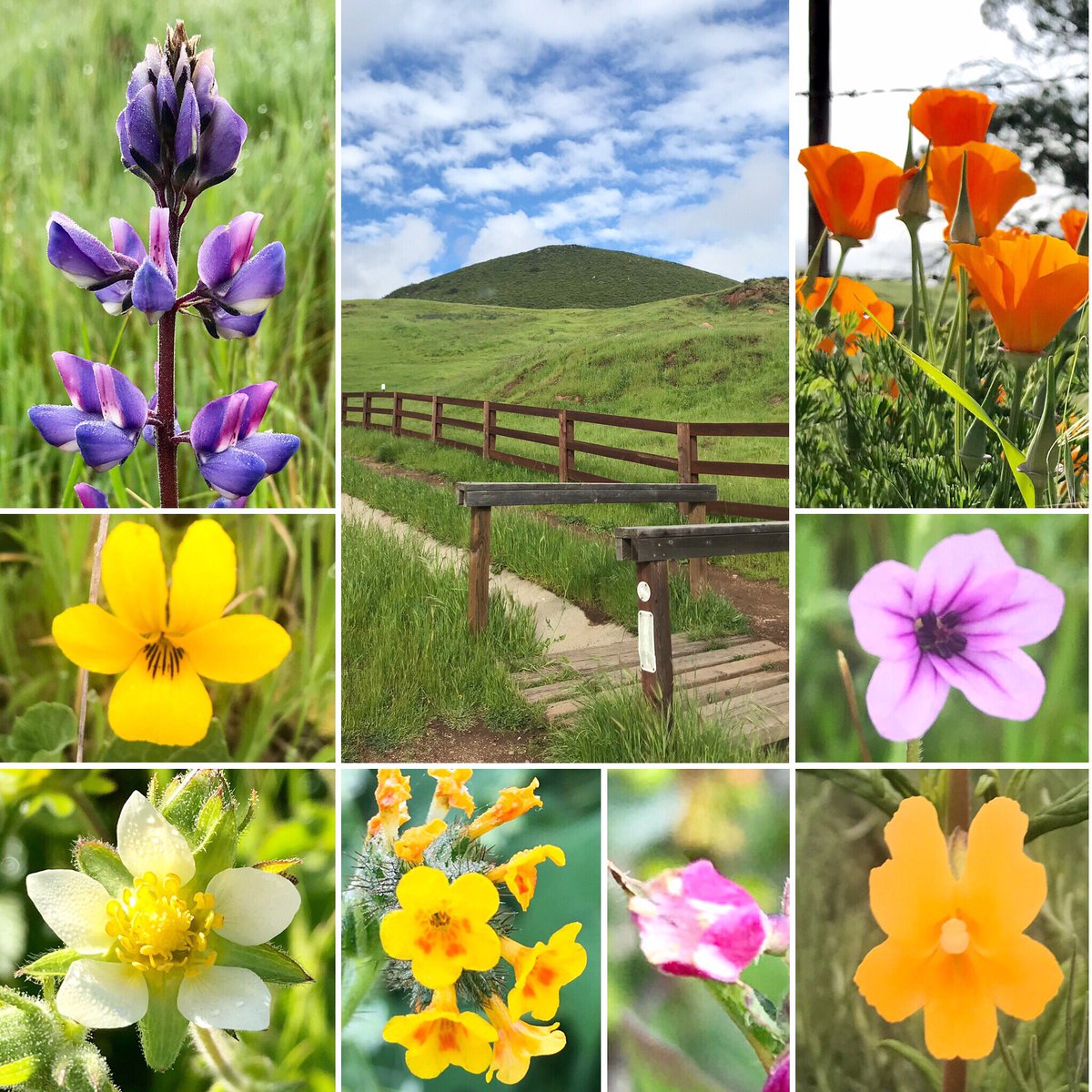 Sister Islay is keeping SLO Wild!
🌼🌷🌻🌺🌸 <a href="/511TravelInfo/">SLO 511</a> <a href="/CalPoly/">Cal Poly</a> <a href="/SLOTribune/">The Tribune</a> <a href="/slocountyinfo/">slocounty.info</a> @VisitSLOC <a href="/visitslocal/">Visit SLO CAL©</a> <a href="/ShareSLO_/">#ShareSLO</a> <a href="/SLOParksandRec/">SLO Parks and Rec</a> <a href="/KCOY/">Follow @NewsChannel312</a> #hikeSLO #sunset #sanluisobispo #centralcoast #BeOnKSBY #OptOutside #Wildflowers