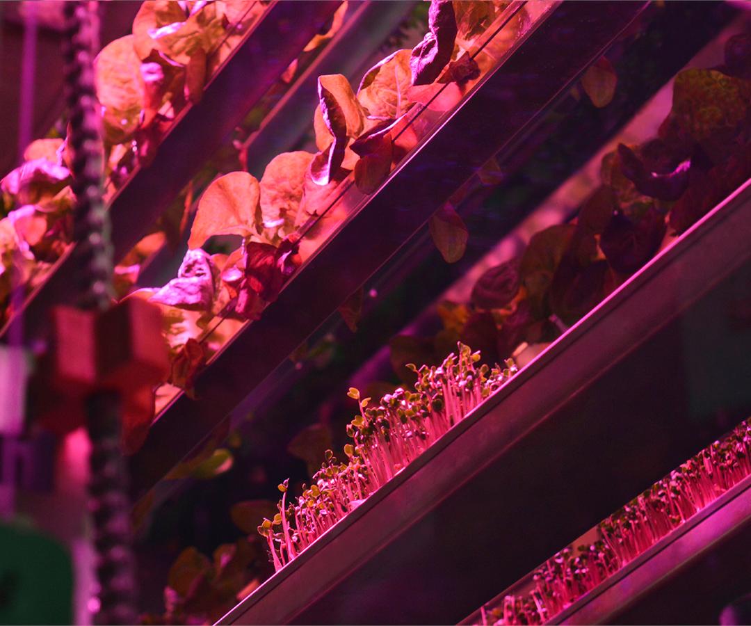 DelFrescoPure's tweet photo. Have you seen our LivingCube demo vertical farming system yet?! 🌿 Come check it out, you won’t want to miss seeing our growing process! 🌱✨ #CPMA #CPMA2019 #LivingCube #DelFresco https://t.co/VxRPFbjvOa https://t.co/BryCOkEru6