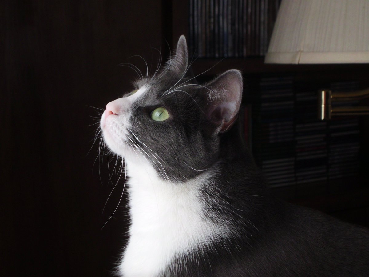 AileenWStewart's tweet photo. #writerscommunity #tenfacts about me. Fact # 3 = I have three cats. https://t.co/fFd5VcSbUl