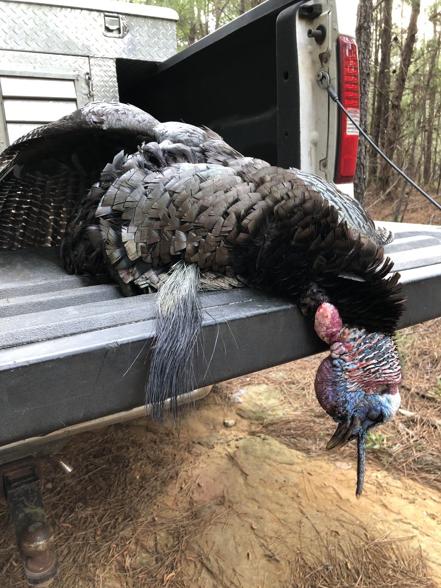 OutdoorScholars's tweet photo. 🎼🎼🎼The best part of waking up is turkey in your truck! 🎼🎼🎼 #turkeyhunting #cantstoptheflop #outdoorscholarsprogram https://t.co/VegFrjmgjY