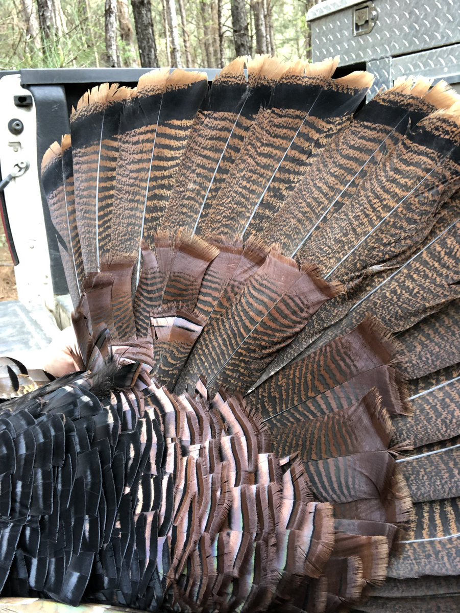 OutdoorScholars's tweet photo. 🎼🎼🎼The best part of waking up is turkey in your truck! 🎼🎼🎼 #turkeyhunting #cantstoptheflop #outdoorscholarsprogram https://t.co/VegFrjmgjY